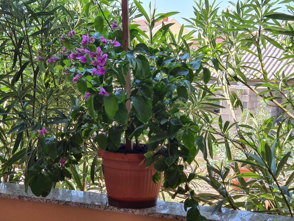 Apartments Barbati Kustići Εξωτερικό φωτογραφία
